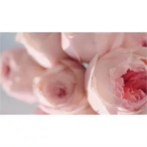 Estee Lauder Beautiful Magnolia Eau de Parfum Spray 50ml